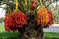  The 'Ajwa' Date Tree 